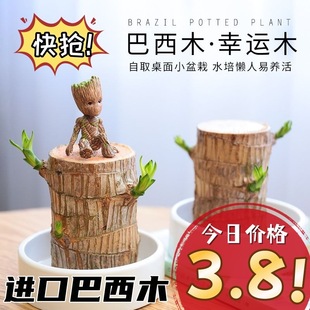 ����ľˮ�B���\ľ�_�������ؘ��˺��B�Gֲ�҃�ˮ�����˻�ֲ������