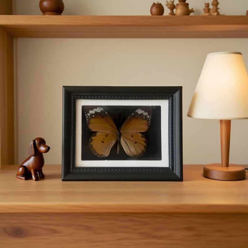 Insect Butterfly Specimen Decorative Magnetic Photo Frame Garden Decoration DIY Ornaments Insect Specimen Collection Display Frame