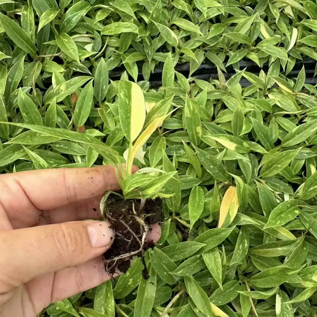 Новое и уникальное модное интернет-знаменитое золотое огненное кольцо для потовоса, зеленое растение для офиса и дома, маленький горшок для микроландшафта с потовосом.