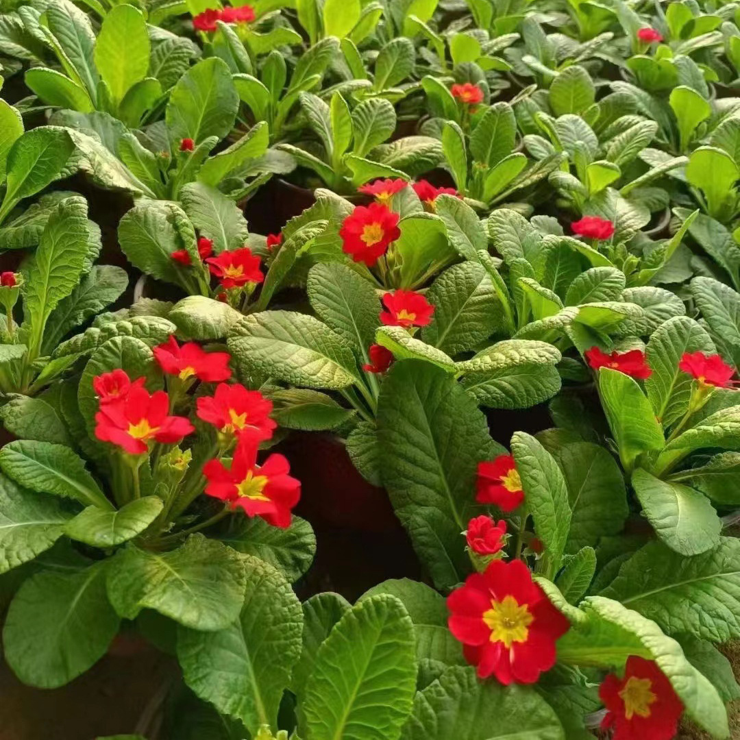 O1CN017gP3O91FVqACsPEFE_!!3705