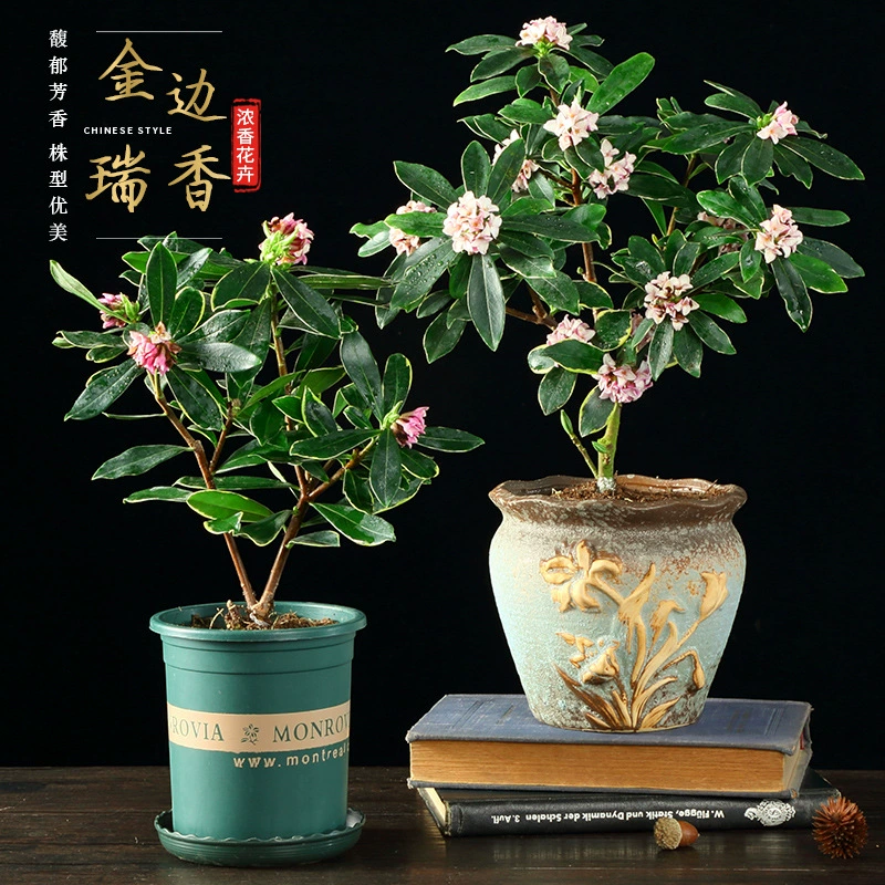 Орхидея фаленопсис в горшке, с сильным ароматом, с бутонами, крупный саженец, бонсай из старого ствола, комнатное растение для гостиной, всесезонное, морозостойкое.