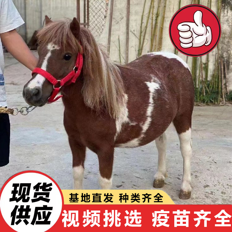 山东养殖场出售马匹 德保矮马常年出售景区骑乘小矮马迷你马价格