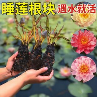 ˯ɏˮ��ֲ��ˮ�������ļ��_��ˮ�B�Gֲɏ��ͥԺ�~�׳���˯ɏ���K