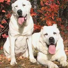 纯种大骨架中亚牧羊犬活体幼犬狗狗巨型护卫犬宠物犬幼崽小狗活物