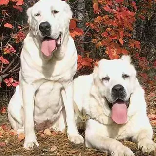 纯种大骨架中亚牧羊犬活体幼犬狗狗巨型护卫犬宠物犬幼崽小狗活物