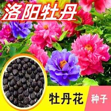 牡丹花种子七彩牡丹花大花四季开花重瓣阳台盆栽庭院室外花卉种子