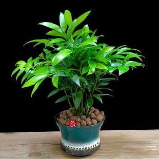 �羳������Ԙ����҃�ֲ��ƽ��������՚�����ȩ����x���ݾG���l