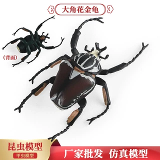 跨境儿童认知科教仿真整蛊动物玩具昆虫模型帝王大角花金龟科摆件