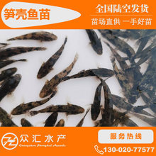 笋壳鱼苗 杂交笋壳鱼苗 云斑尖塘鳢苗 竹壳鱼 淡水养殖鱼苗批发