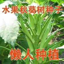 NӡļN߮aSr̨ͥԺ߲NӴȫ