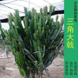 大戟科无刺三角大戟仙人柱 造景多肉植物绿植花卉盆栽 开花仙人掌