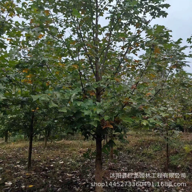 Поставка саженцев для проекта по озеленению, саженцев Magnolia maudiae, Ginkgo biloba, 15-18cm полных спецификаций, уличных деревьев.