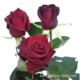 ��ħ�g������xõ�廨���Ϙ��󻨝����ļ��_���̨���Ժ��B�׻�