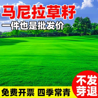 马尼拉草籽净籽矮生免修剪草种子批发台湾草籽四季常青草结缕草