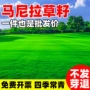 马尼拉台湾矮生修剪草种子