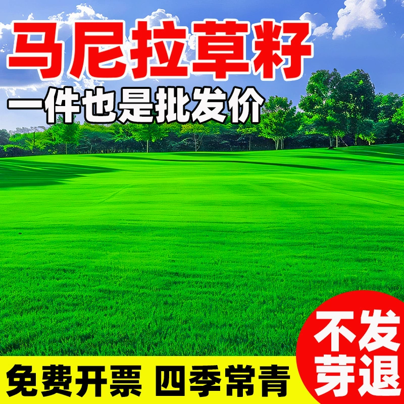 Семена травы Манила, семена газонной травы, семена травы без обрезки, оптовая продажа семян травы Манила, четырехсезонный вечнозеленый газон, настоящая трава