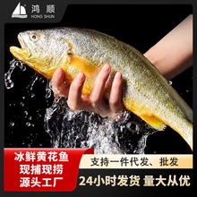 养殖厂家带鱼直供宁德大黄鱼黄花鱼冻货速冻冰冻冰鲜海鲜批发烤鱼
