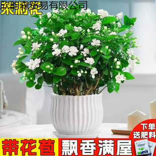 ��ֲ���҃��������������ˮ�_�����ļ��d�ӻ��Ϙ������㻨���G