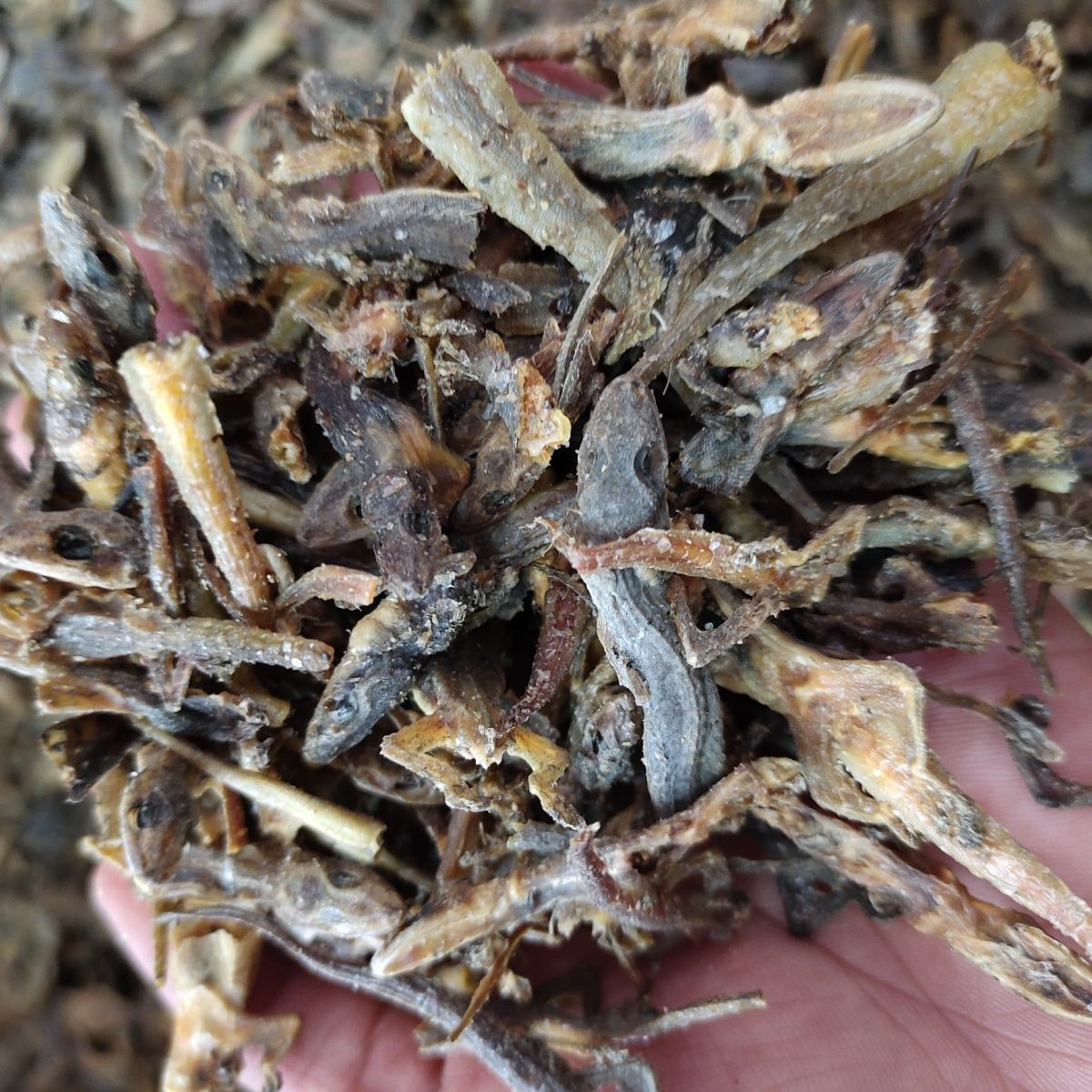 Tian Long Dried Gecko Whole Herb 500g Traditional Chinese Herbal Material specifications