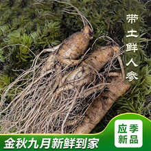 长白山人参500g 泡酒煲汤产地批发带土 鲜人参