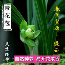 矮种带花苞兰花苗春兰绿云皇后盆栽阳台窗台客厅室内美观花卉绿植