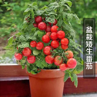 ԷѷNӲݮ߲Сt}Ůļﶬ̨