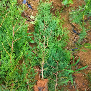 һ�����l�Ȱؘ����؈A���ɘ��^�l�����ɰ����؂Ȱ�֦�~Ĺ���ɰ�