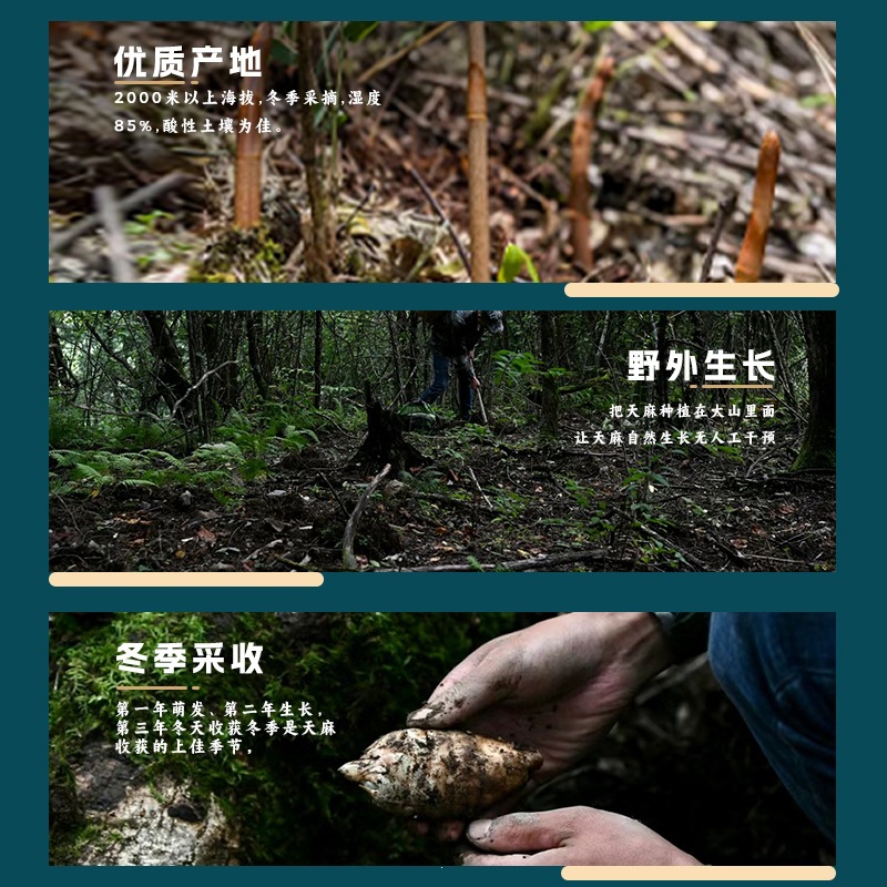Dried Wild Gastrodia Root Tian Ma 500g Dabie Mountain Herb for Soup and Wine Infusion in use