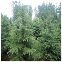 基地批量銷售雪松樹 3-8米雪松  雪松培育繁育基地行道樹濕地綠