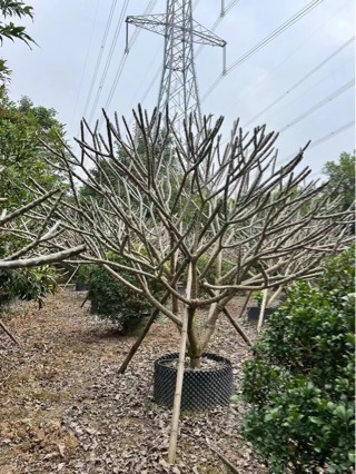 清场处理鸡蛋花头径10公分