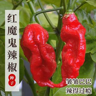 Indian Devil Pepper Chili Pepper Seeds Super Spicy High Yield Summer Southern Vegetable Seedlings Four Seasons Vegetable Seedlings