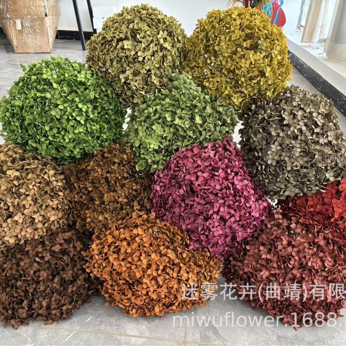 [Bunga Abadi Anna Hydrangea] Daun Kecil Hydrangea menyerap warna