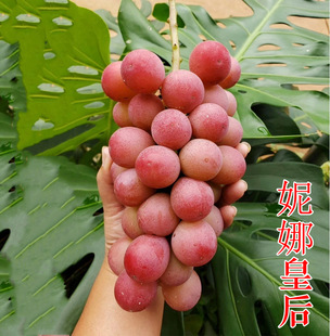 ����Ů�� Ů�� ���� ���Ȼʺ���Ʒ�N���ј���r��������l