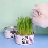 Qi Qi Cat Seed Seed Cat Mint Hydroponic Cat Snacks мелкие шарики шариковые пасты горшка горшка кошки кошки кошки