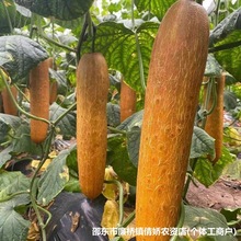 金山老黄瓜原装种子山麻皮老黄瓜种籽孑大全原装种子大全批发代发