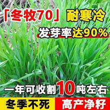 冬牧70黑麦草种子高产牧草种子冬季耐寒草种籽养殖牛羊猪兔鱼专用
