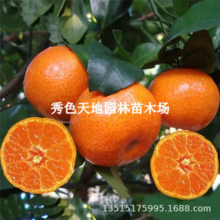 �o���ָ��� 091�o�˸���������^�ľ�޽����������Ե��Թ������