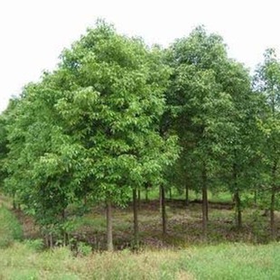 �����������l3-10cm����С�^�G����·�е���˾�S���G������ľ