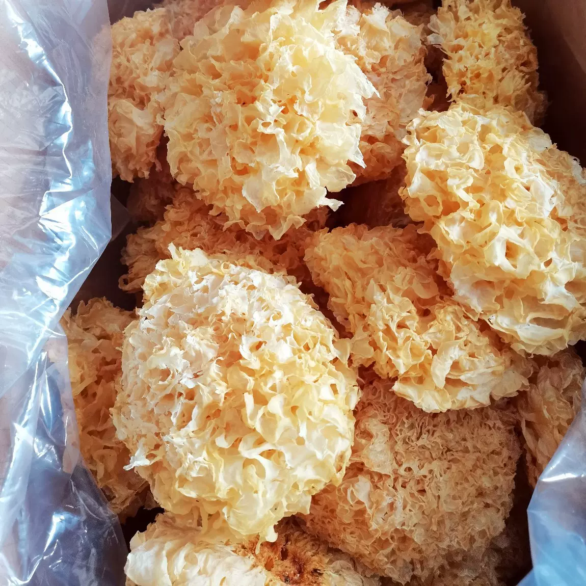 银耳干货批发零售古田特产白木耳农家雪耳百合莲子羹500g软糯