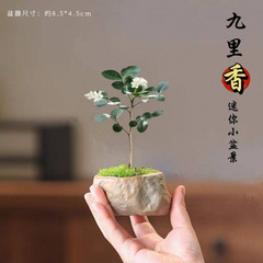 Jiuli Xiang 鉢植えリビングルーム屋内ミニ盆栽オフィス植物デスクトップ花は緑の植物を育てやすく、ホルムアルデヒドを除去します