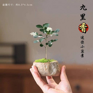 ���������Կ͏d�҃�����С�辰�k����ֲ�����滨�ܺ��B�Gֲ����ȩ