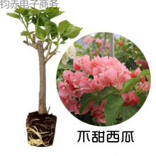 ÷ƷNڻذ÷ԎͺϘļ_G