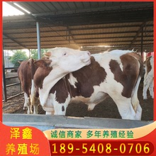 廣西改良小黃牛肉牛苗 西門塔爾牛犢6-7個月的 雜交魯西黃牛價格
