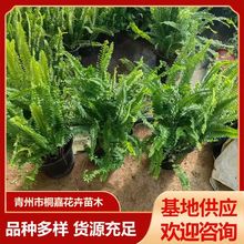 ���ݻ��ܻ���ֲ�ާ�ֲ��������l�^�p�rֵ�߾G����������