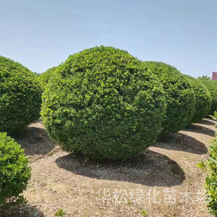 ���~�S����������l�@�ֵ�·���̾G����ľ�ļ�����G�hֲ���S����