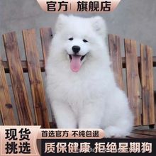 纯种萨摩耶幼犬活体熊版微笑天使萨摩耶雪橇犬白色家养活体宠物狗