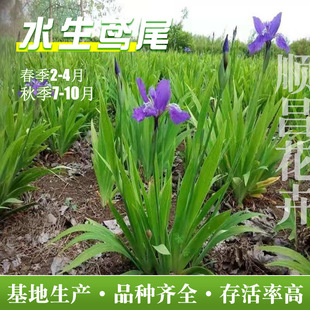 ˮ���Sβ�������ؾG��ֲ���R�S�����mͥԺ�����G�����S���Sβ��