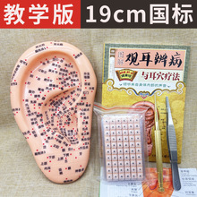 19cm超清耳穴模型耳朵反射区按摩器械耳部穴位耳模耳贴耳豆贴探针