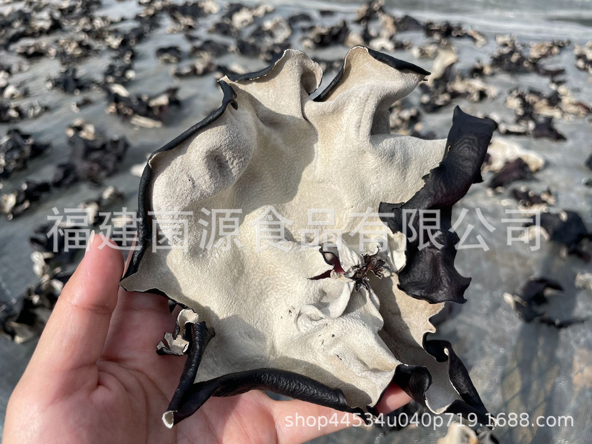 Zhangzhou Black Fungus