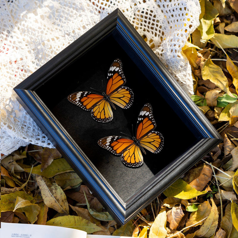 Butterfly specimen photo frame hollow three-dimensional empty frame display stand DIY handmade plant insect dried flower pine cone A4 display frame Butterfly specimen photo frame hollow three-dimensional empty frame display stand DIY handmade plant insect dried flower pine cone A4 display frame